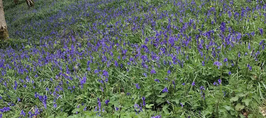 Nesbit Residents Enjoy Sea Of Colour In Bluebell Woods