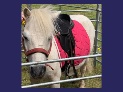 Animal Magic At Verwood House 