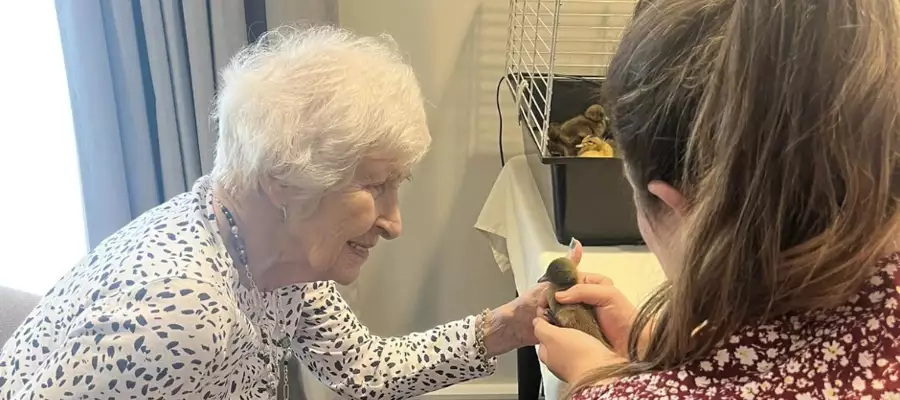MONTAGUE RESIDENTS THRILLED AS CUTE DUCKLINGS HATCH 
