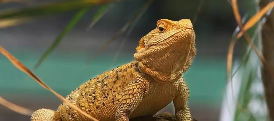 Exotic animals cause a stir at Alston House 