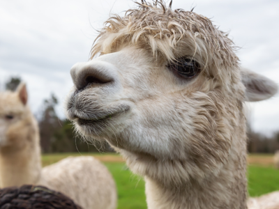 Amazing alpacas pop into Verwood House