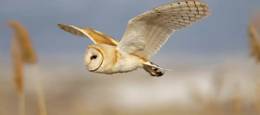 ERNSTELL HOUSE RESIDENTS THRILLED WITH FALCONRY VISIT