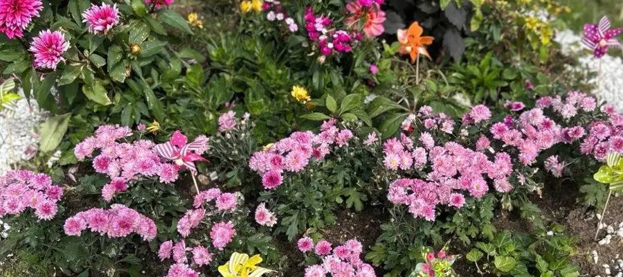 Flowers in full power at Caddington Grove