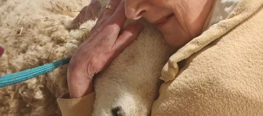 Ewe wouldn't believe it - it's woolly good therapy at Dorking care home