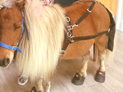 Horsing Around With Kelloggs At Verwood!