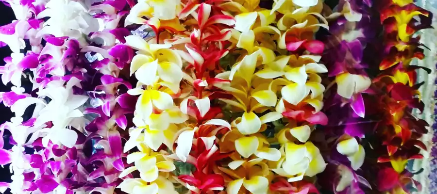 Happy Aloha As Abbots Wood Manor Celebrates National Hawaii Day