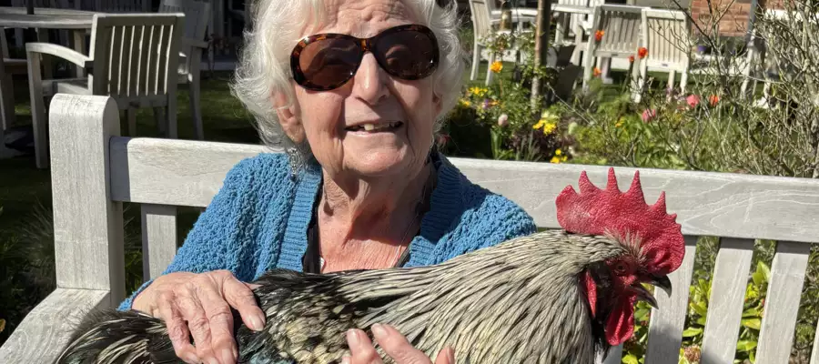 Name Brian The Cockerel Ruffles A Few Feathers At Birmingham Care Home
