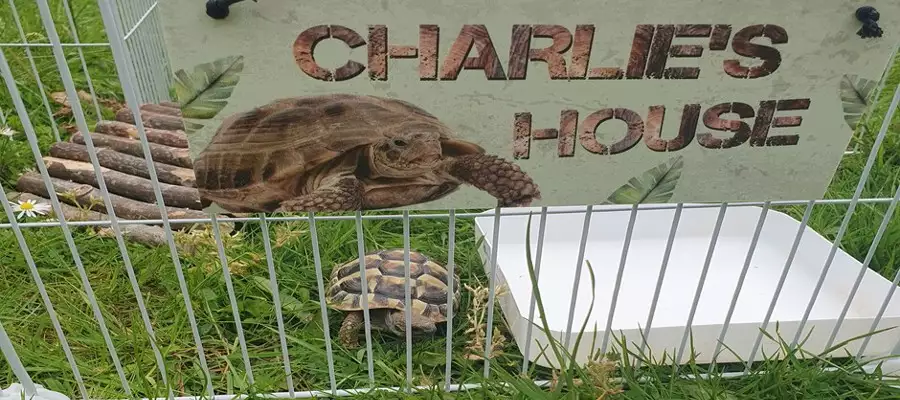 Charlie the tortoise is treated like a king at Upton Care Home