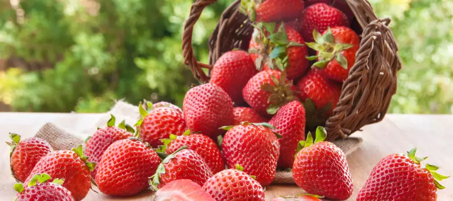 Strawberries ripe for picking at Abbots Wood Manor